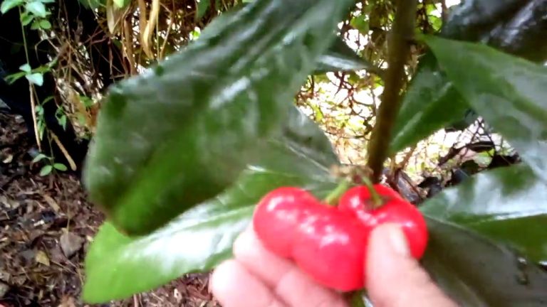 Árbol con Frutos Rojos Pequeños