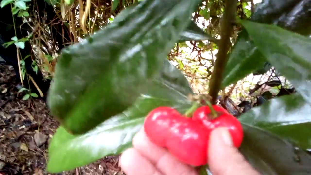 arbol-con-frutos-rojos