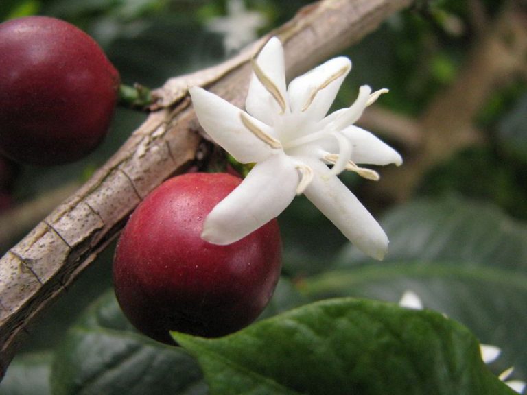 Crema de Moka con Tulipán