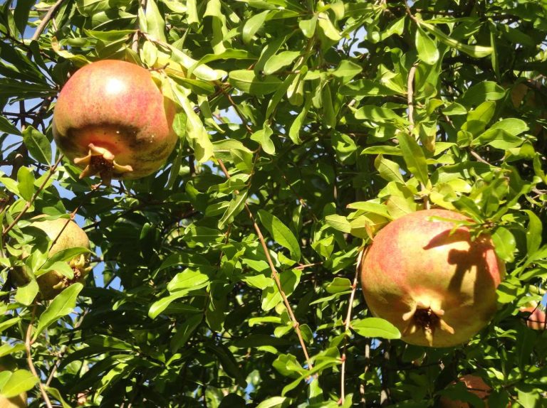 Mermelada de Granada Sin Azúcar