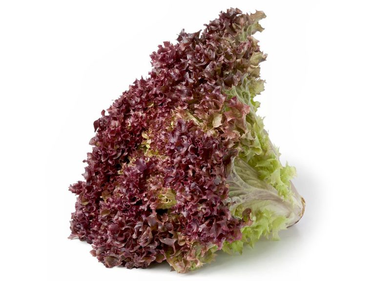 Lechuga Morada: ¿Cómo se llama?