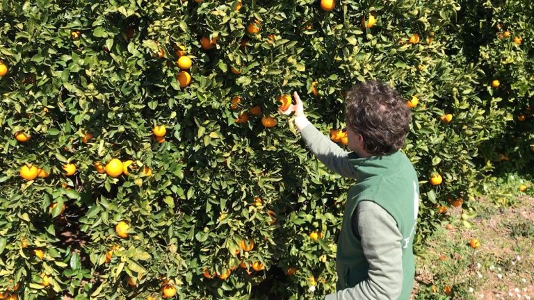 Dejar las naranjas en el árbol