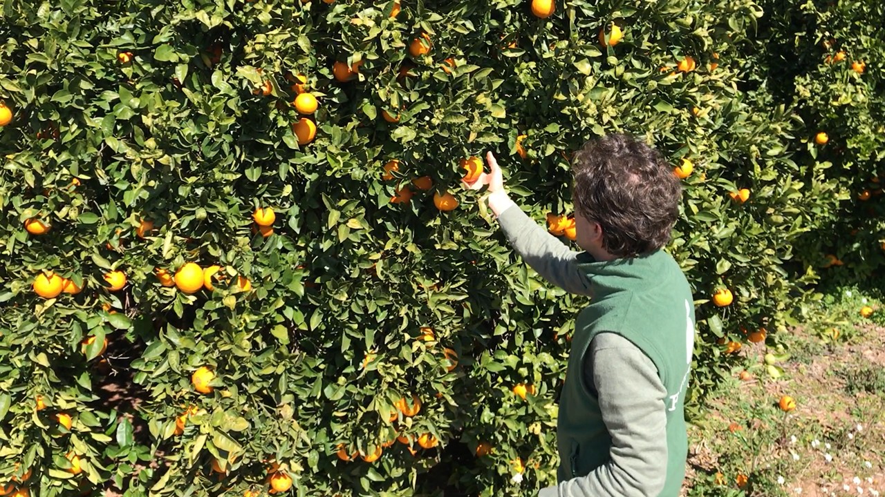 naranjas-en-el-arbol