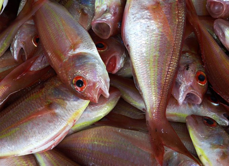 Con qué pescado se hace el ceviche en España