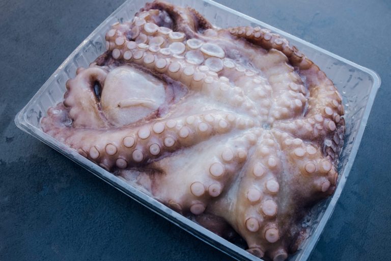 Pulpo: ¿Es marisco o pescado?