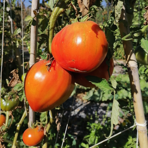 tomate-corazon-de-buey