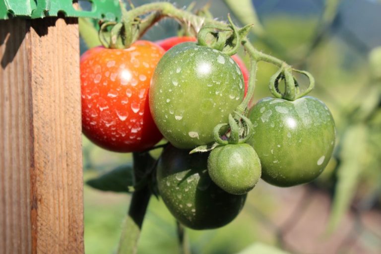 Leche y bicarbonato para los tomates