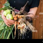 verduras-frescas-y-deliciosas